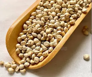 Ramses White Sorghum