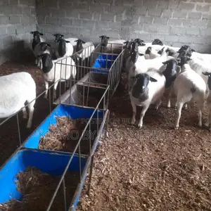 Mature Ram 12-15 Months
