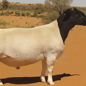 Ram (Direct Import From South Africa.)
