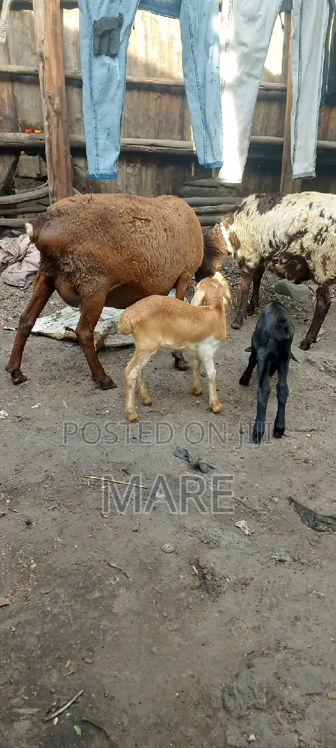 Marez Meat
