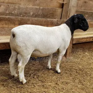 Ewe (Direct Import From South Africa)