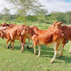 Sahiwal Calves (Price for Each)