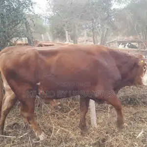Sahiwal Breeding Bulls