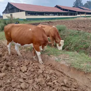Sahiwal Incalf