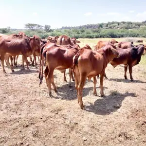Sahiwal Bull
