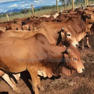 Mature Bulls