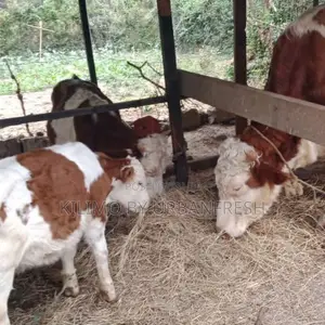 Fleckvieh Calves