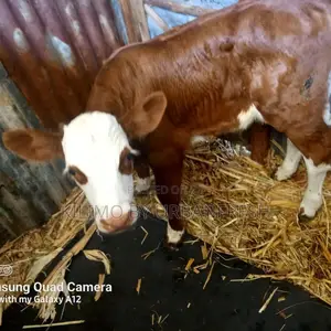 Fleckvieh Heifer
