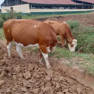 Fleckvieh Incalf