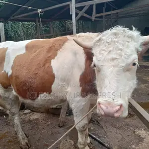 Mature Fleckvieh Cow