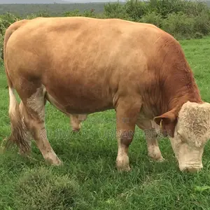 Fleckvieh Mature Breeding Bulls