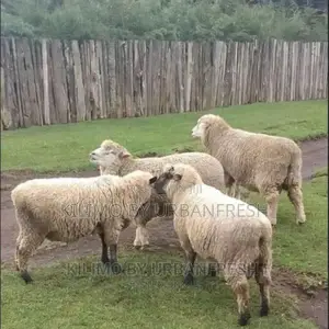 Hampshire Sheep (4 Months Old)