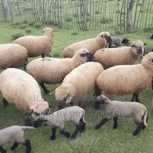 Hamphire Sheep (6 Months Old)