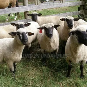 Hamphire Sheep(8 Months Old)