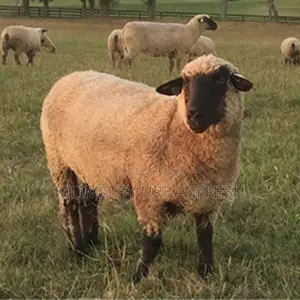 Hampshire Sheep (10 Months Old)