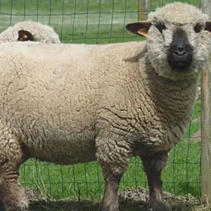 Hamphire Sheep (12 Months Old)