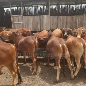 Boran Cattle Calf Bull