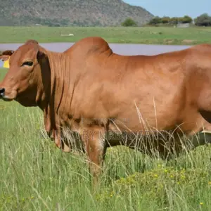 1 Year Old Female Boran Cattle