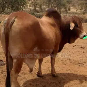1 Year Boran Male