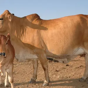 2 Year Boran Female