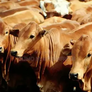 Feedlot Bulls : Sahiwal / Boran