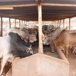 Medium Boran Bulls