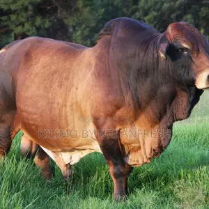 Boran Big Bulls