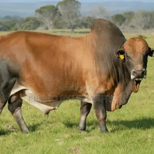 Bulls for Slaughter