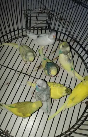 Semi-Mature Budgies