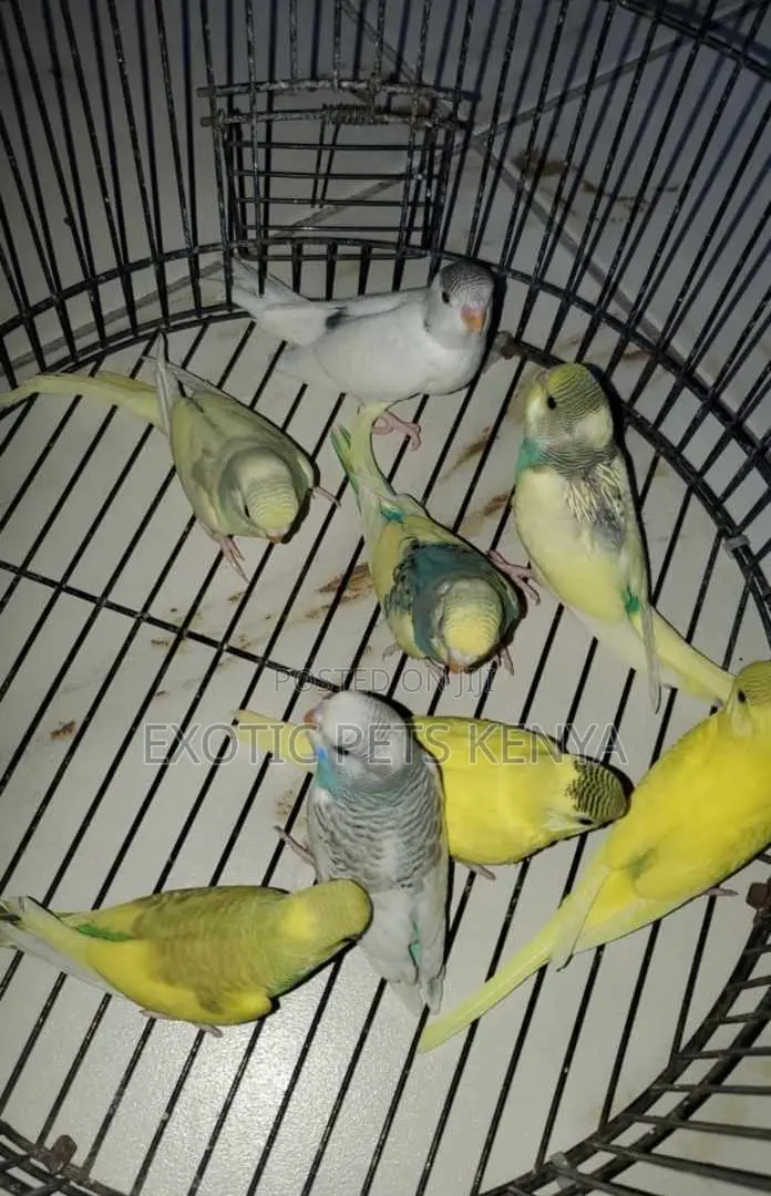 Semi-Mature Budgies