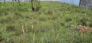 Plot For Sale In Elgonview KUSCO Plots Eldoret