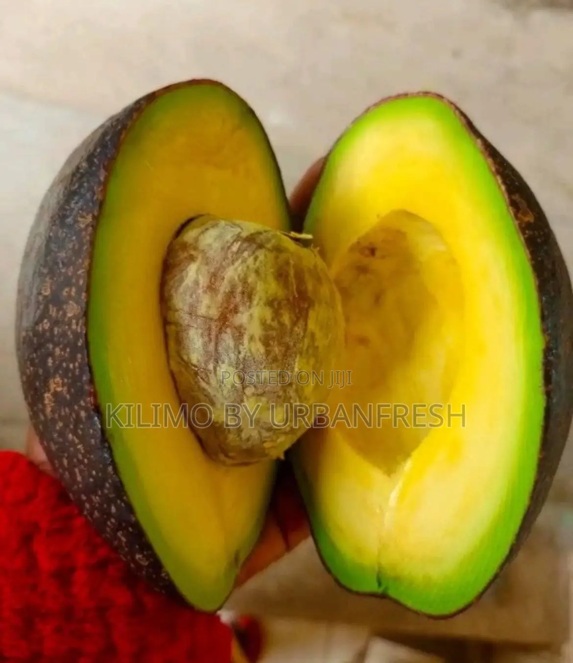 Kienyeji Avocado Seedlings Moq 5