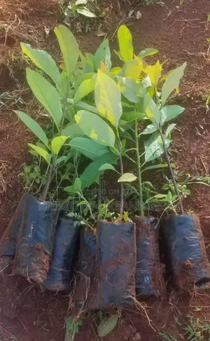 Kienyeji Avocado Seedlings Moq 5