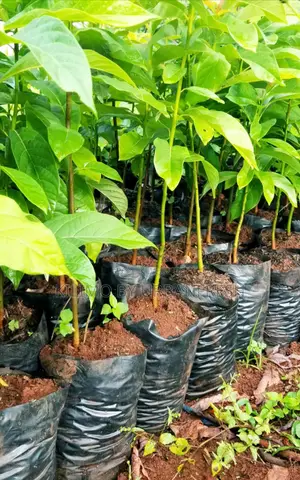 Kienyeji Avocado Seedlings Moq 5