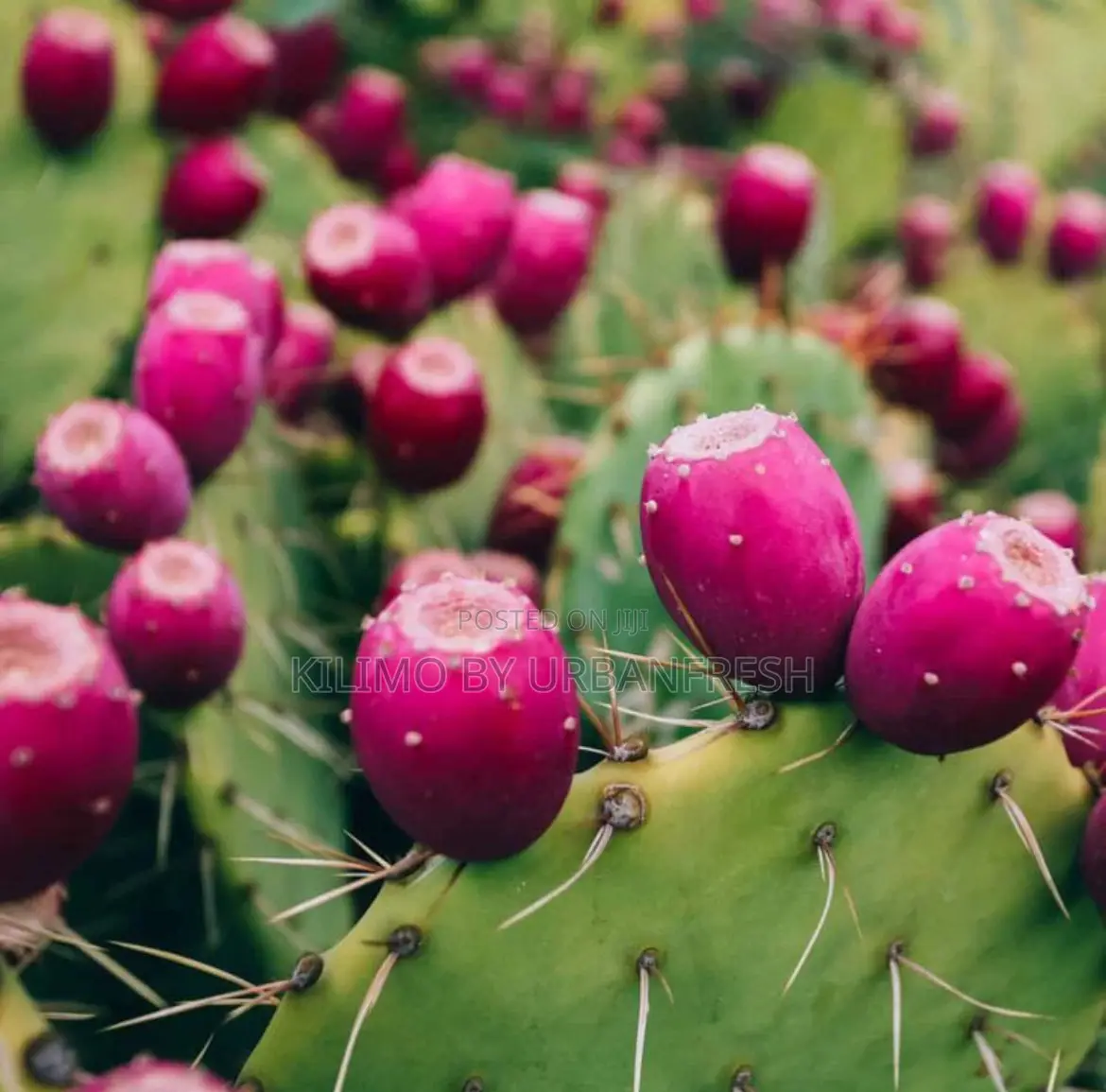 Prickly Pear Seedlings. Moq 5.