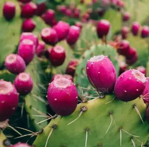Prickly Pear Seedlings. Moq 5.