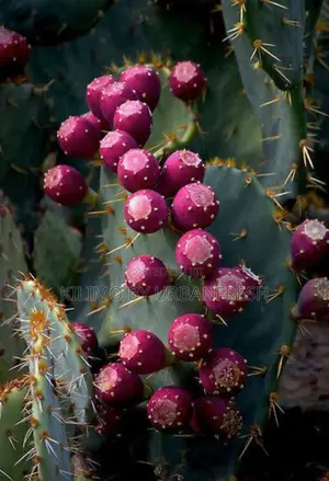 Prickly Pear Seedlings. Moq 5.