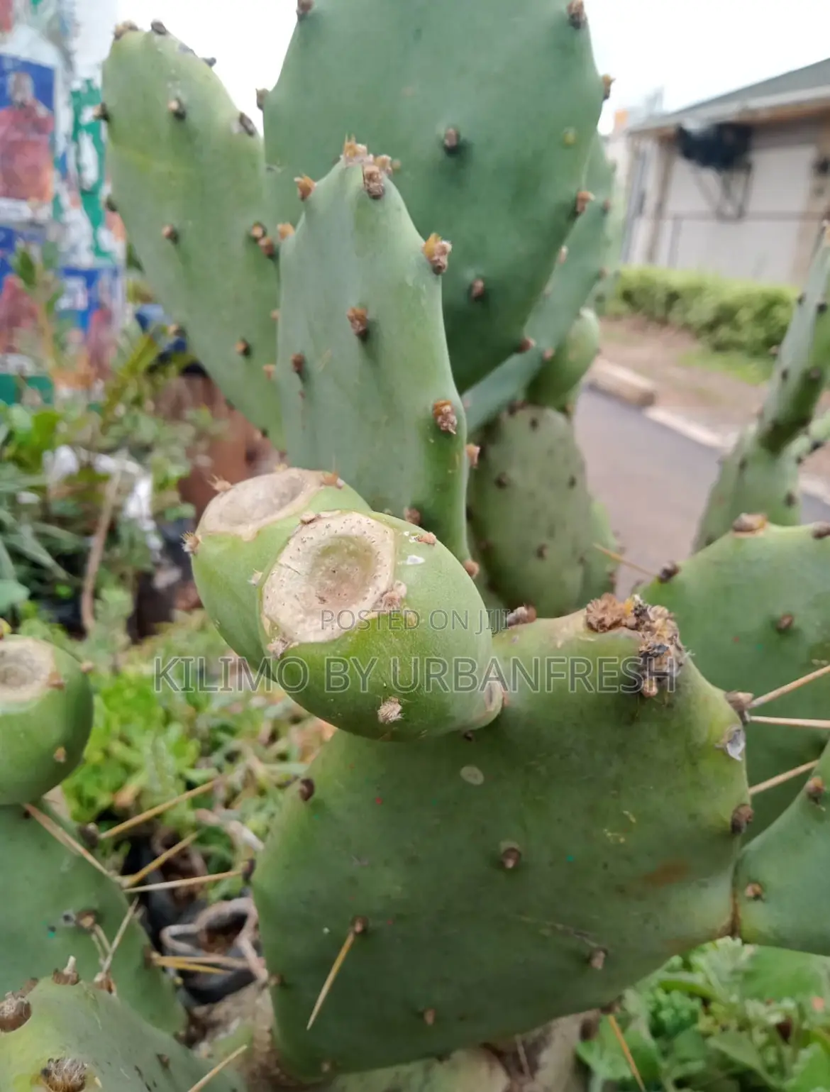 Prickly Pear Seedlings. Moq 5.