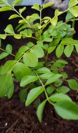 Curry Leaf