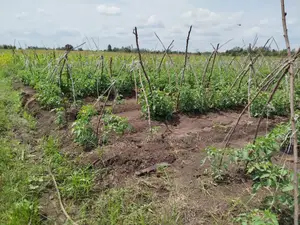 4 Acres of Land in Kiamikuyu, Mwea, Kirinyaga.