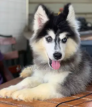 1-3 months Male Purebred Siberian Husky