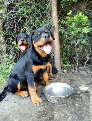 1-3 months Male Purebred Rottweiler