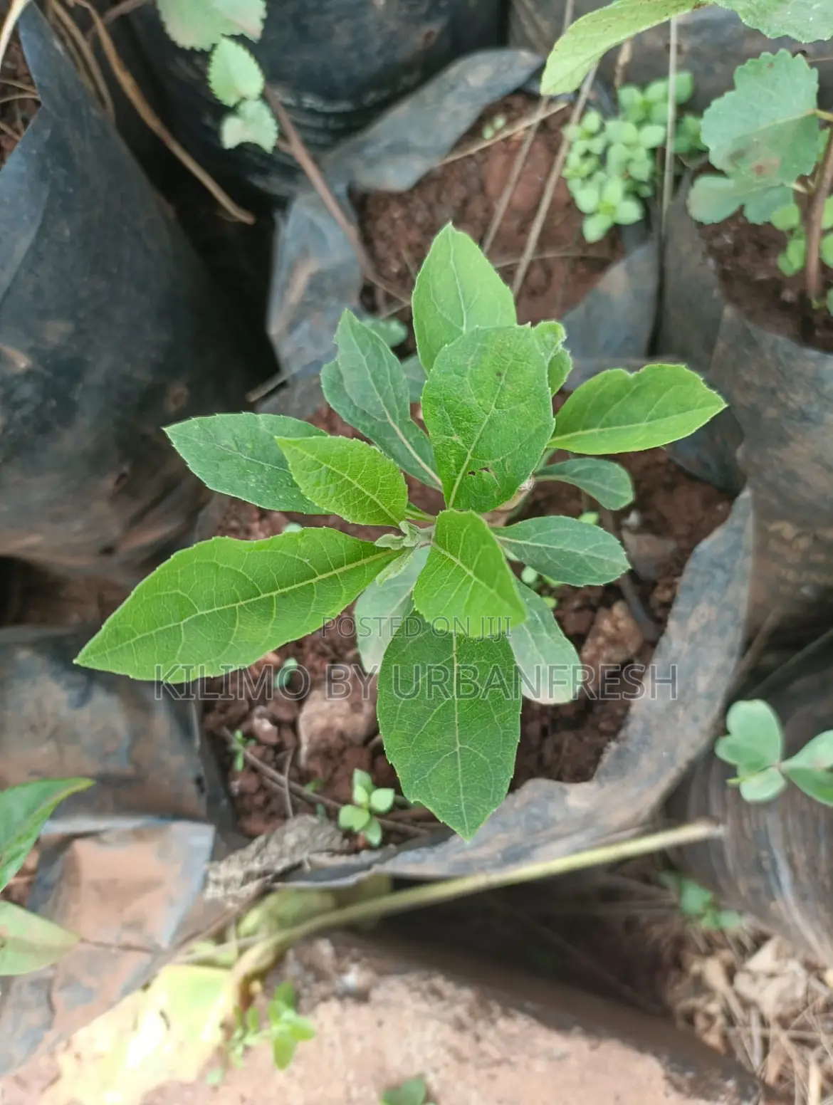 Bitter Leaf Herb Seedling