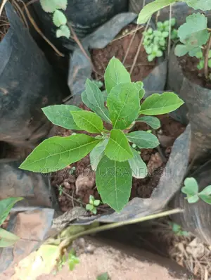 Bitter Leaf Herb Seedling