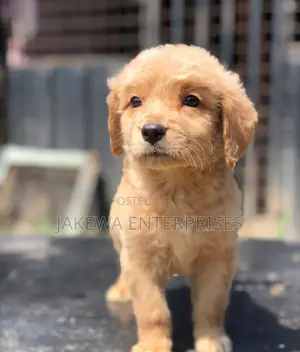 1-3 months Male Purebred Golden Retriever