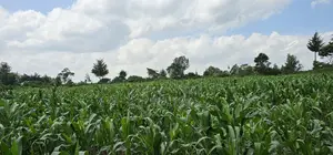 2 Acres for Sale in Chepkanga Eldoret