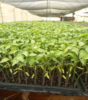 Tomato : F1 All Varieties Bunch of 300 Seedlings