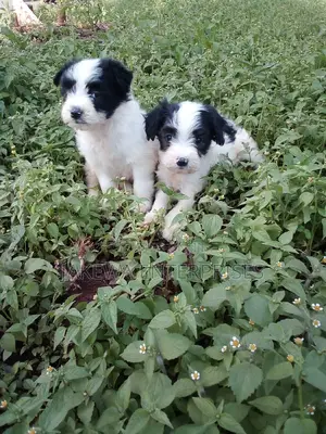 1-3 months Female Purebred Havanese