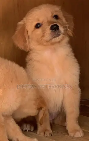 1-3 months Male Purebred Golden Retriever
