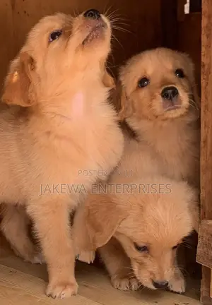 1-3 months Female Purebred Golden Retriever